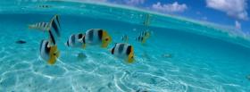 fishes and clear water nature facebook cover