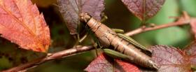insect and leaves nature facebook cover