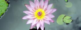 lotus flower nature facebook cover