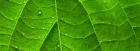 leaf close up nature facebook cover