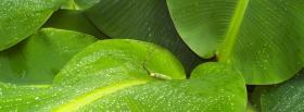 banana leafs nature facebook cover