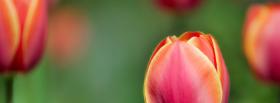 cute tulips nature facebook cover
