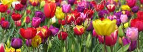colorful tulips nature facebook cover