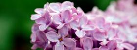 light purple little flowers facebook cover