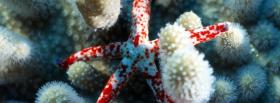 starfish nature facebook cover