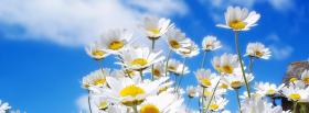 group of daisies nature facebook cover