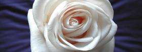 white rose nature facebook cover