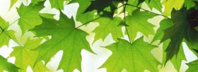 green summer leaves nature facebook cover