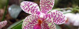 different orchid flower nature facebook cover