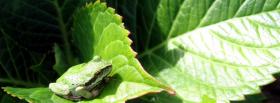 frog and leaf nature facebook cover
