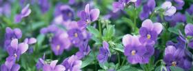 light purple flowers nature facebook cover