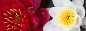 pink and white flower nature facebook cover