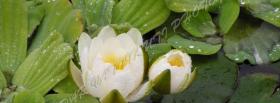 white water lily nature facebook cover