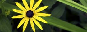 yellow simple flower nature facebook cover