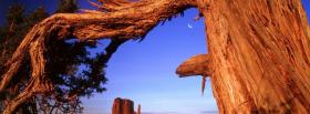 old tree trunk nature facebook cover