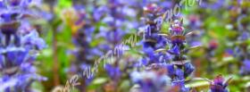 colorful spring nature facebook cover
