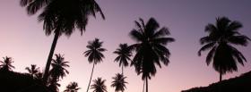 purple sky palm trees facebook cover