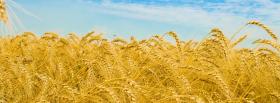 wheat fields nature facebook cover