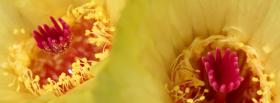 yellow pink flowers nature facebook cover