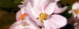 pink delicat flowers nature facebook cover