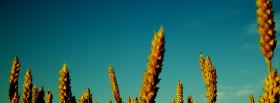 wheats and blue sky facebook cover
