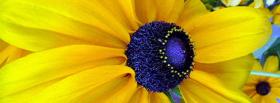 yellow and blue flower facebook cover
