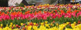 tulips garden nature facebook cover