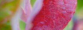 red leaf close up facebook cover