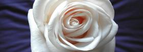 white pretty rose nature facebook cover
