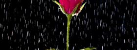 raining on rose nature facebook cover