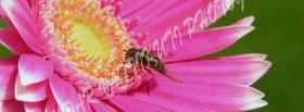 pink flower bee nature facebook cover