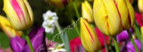 pink yellow tulips nature facebook cover