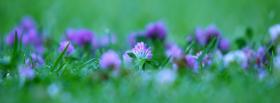 purple flowers grass nature facebook cover