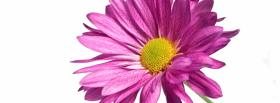 simple pink flower nature facebook cover