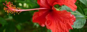 red nice flower nature facebook cover