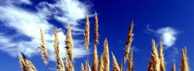 view of wheat nature facebook cover