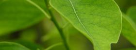 tree of tenere nature facebook cover