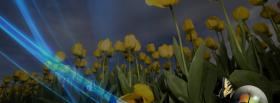 yellow tulips butterfly facebook cover