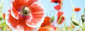 red white flower nature facebook cover
