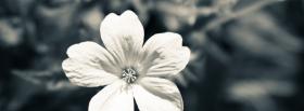 white cute flower facebook cover