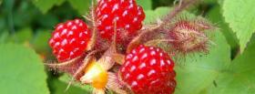 fresh rasberries food facebook cover fresh rasberries food facebook cover