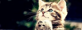 cute baby kitten animals facebook cover