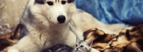 adorable animals husky and kitty cover adorable animals husky and kitty facebook cover