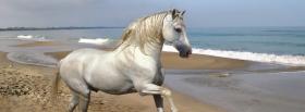 white horse on the beach cover white horse on the beach facebook cover