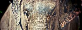elephant face close up animals cover elephant face close up animals facebook cover