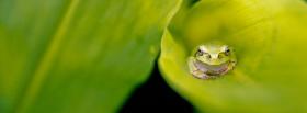 frog on green leaf cover frog on green leaf facebook cover