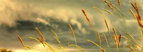 gloomy sky wheat nature cover gloomy sky wheat nature facebook cover