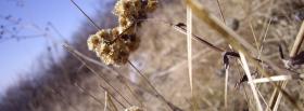 dry flowers nature cover dry flowers nature facebook cover
