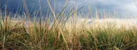 dried grass nature cover dried grass nature facebook cover
