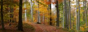 autumn forest nature cover autumn forest nature facebook cover